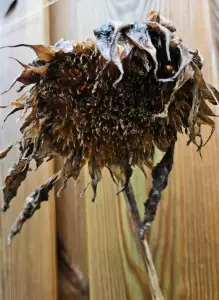 Leentje 12 Steeds mooier